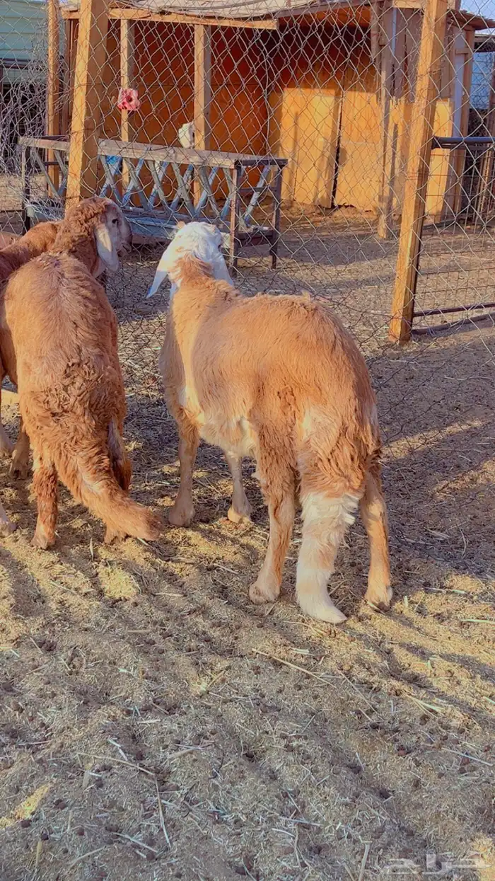 طليان سواكن مرابي 4 شهور فل شحم 2