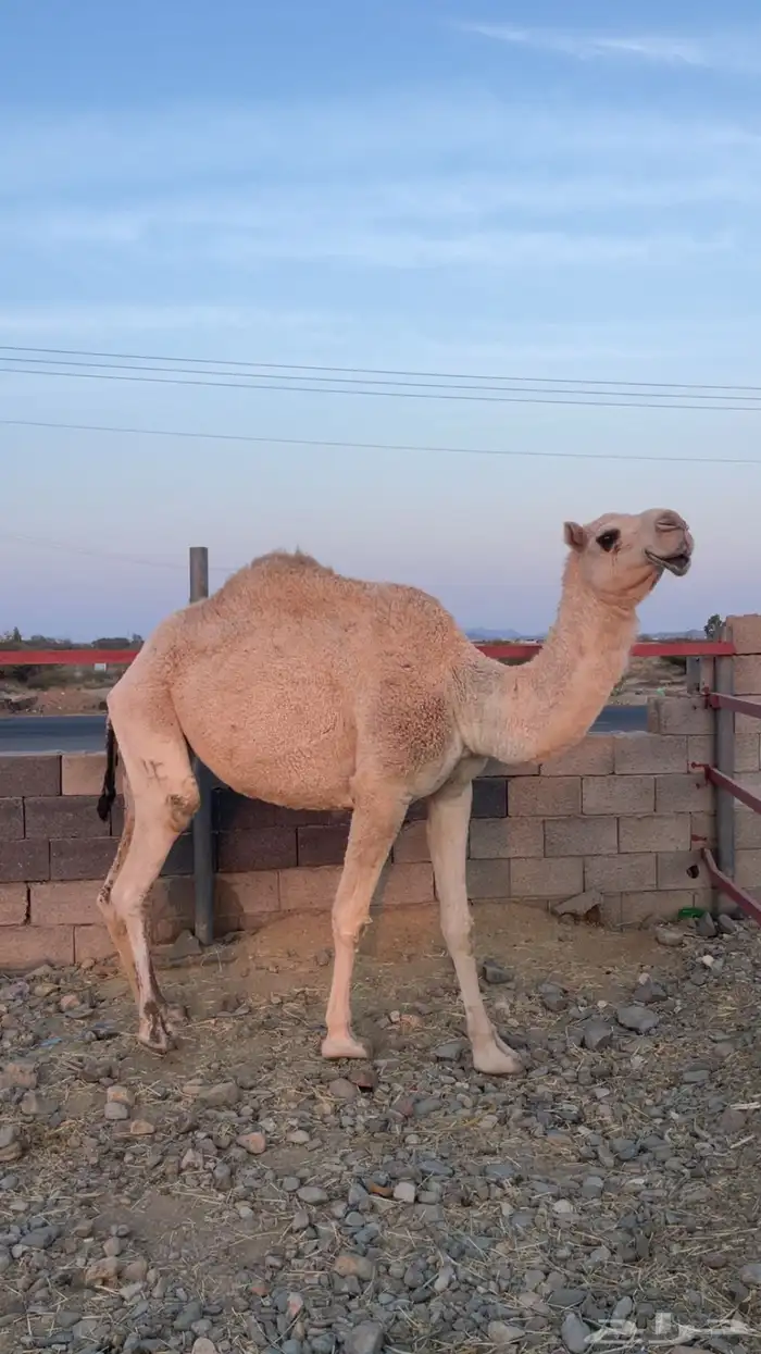 ناقة رباع حايل 0