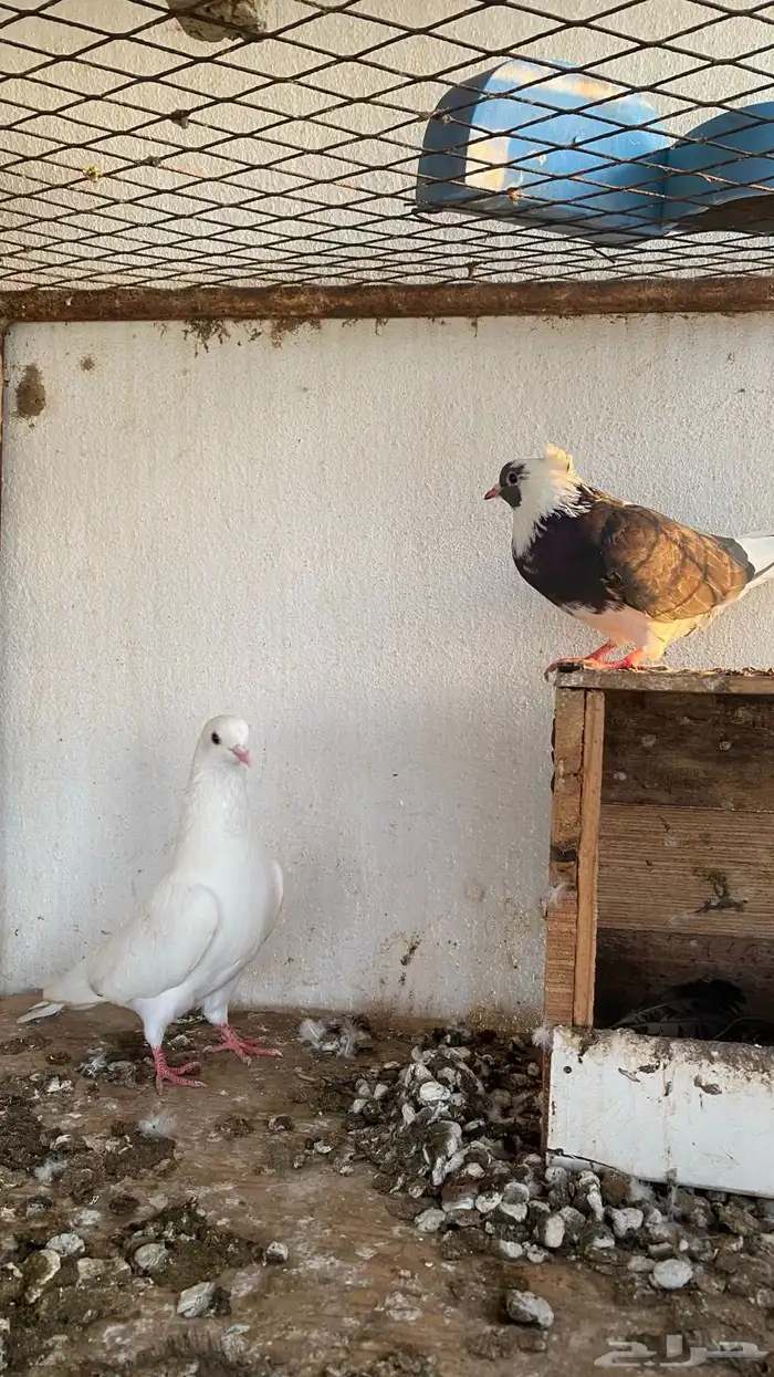 ازواج حمام قطايف 3