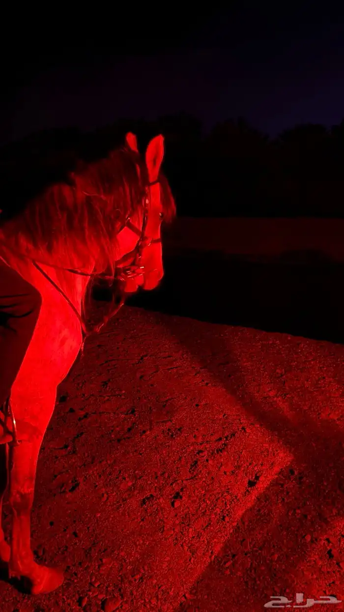 حصان جزيري 1