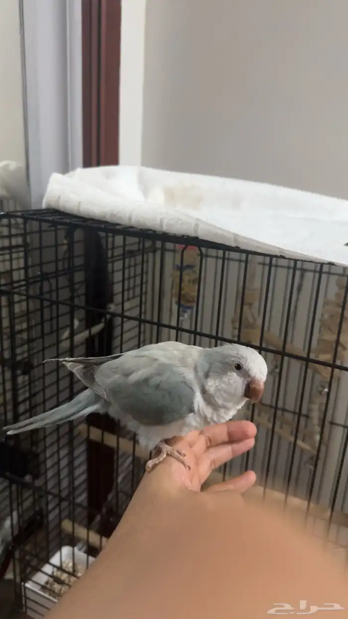 كويكر دايلوت اليف جدا  وهدد 1