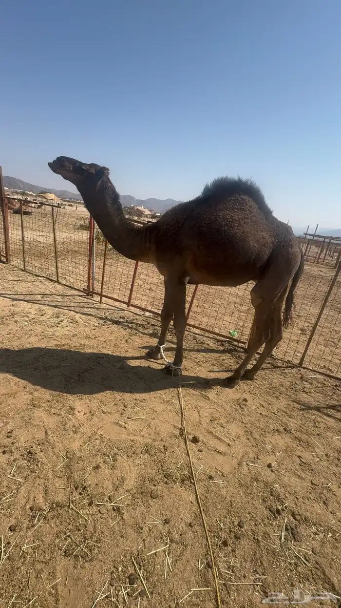 قعود مشروع فحل 1