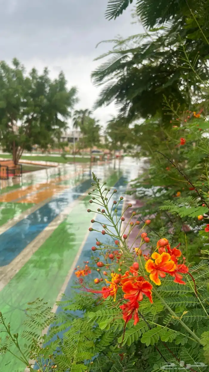 مصور سيارات محلات وغيره من اشياء 6