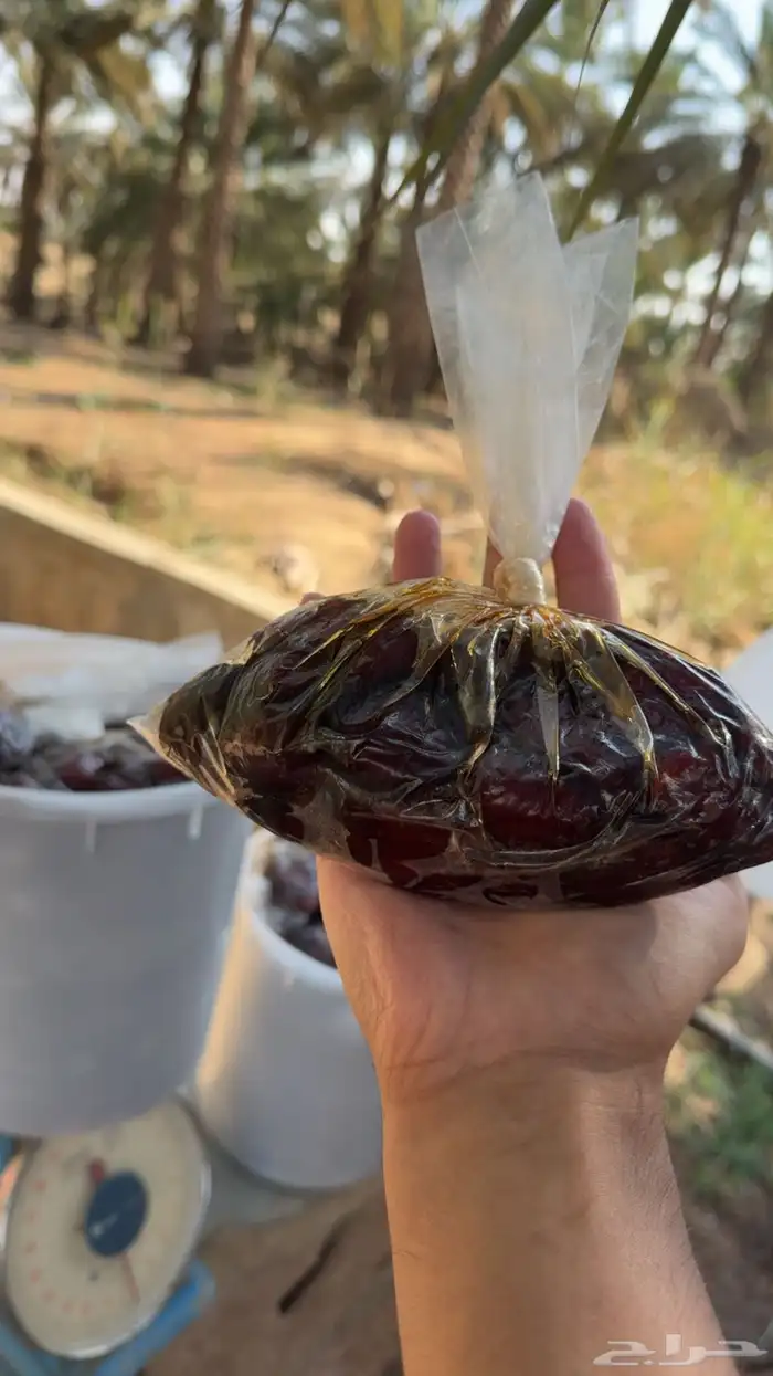 للبيع تمر رميثيه حلوه بقعاء 6