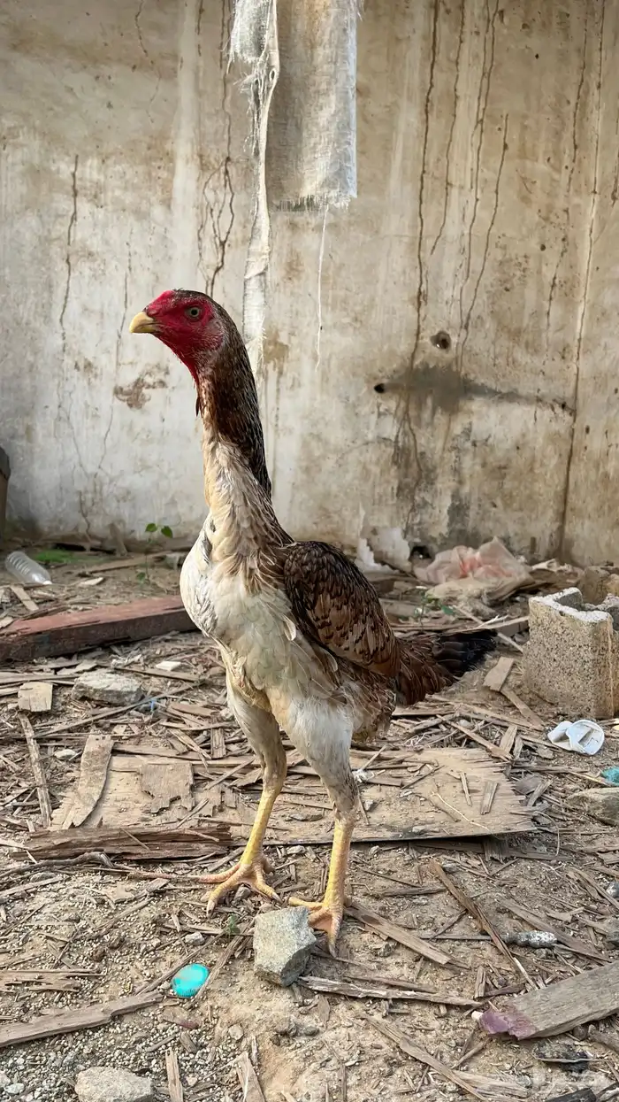 دجاجة شامو يابانيه 0