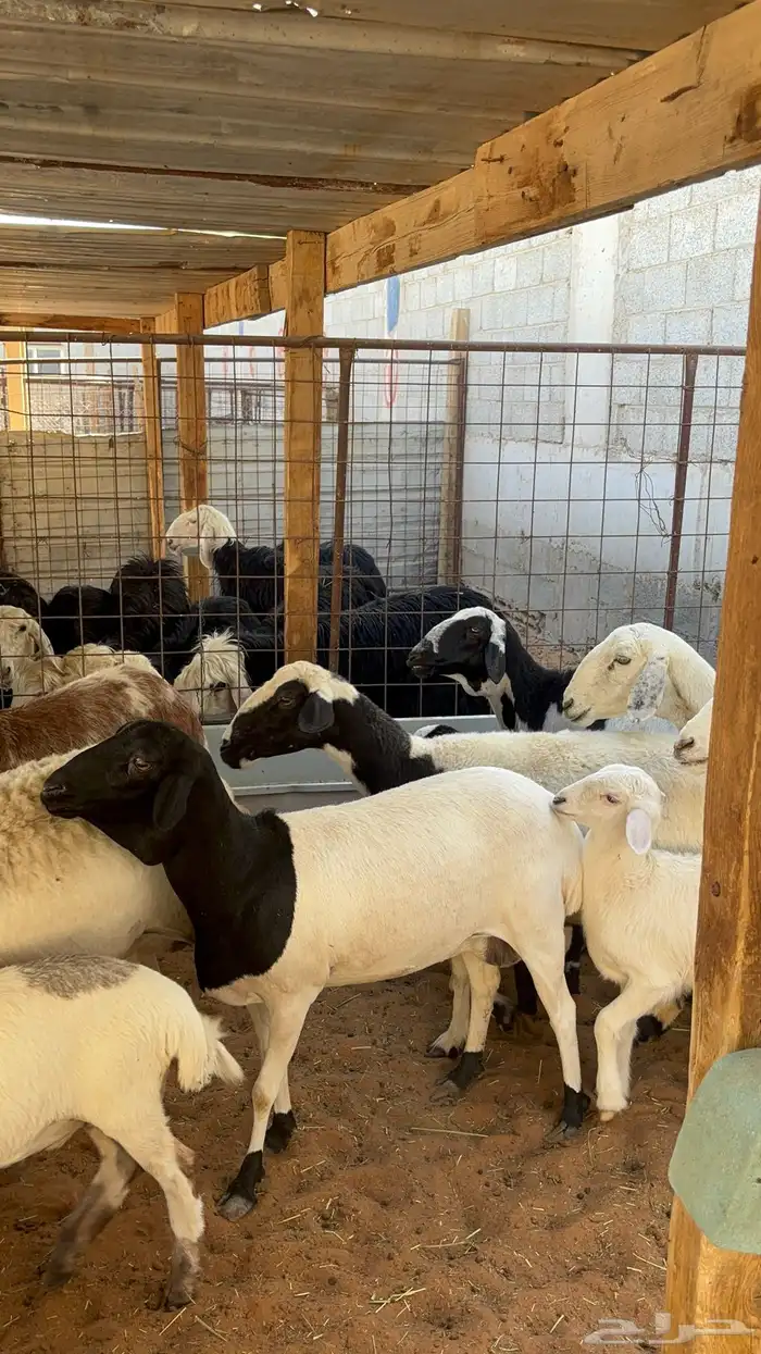 غنم حريه ومهجنه رغث ودفيع بالفحل ب1500 23
