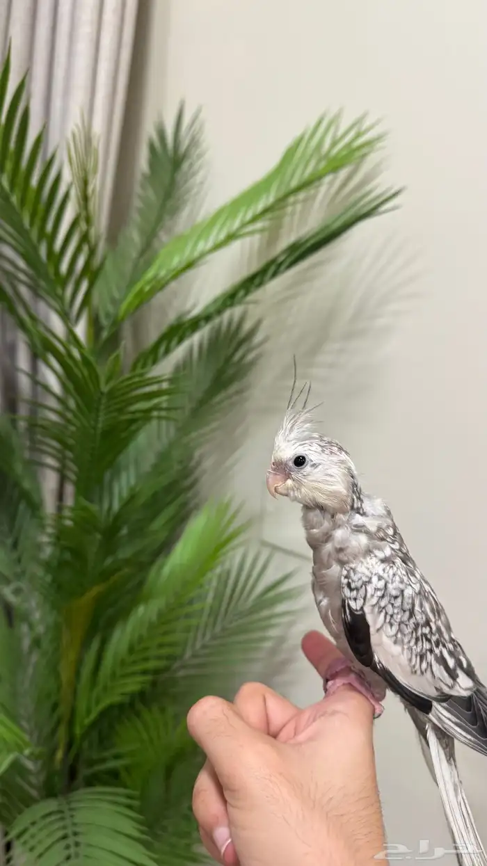 فرخ كروان للبيع 0