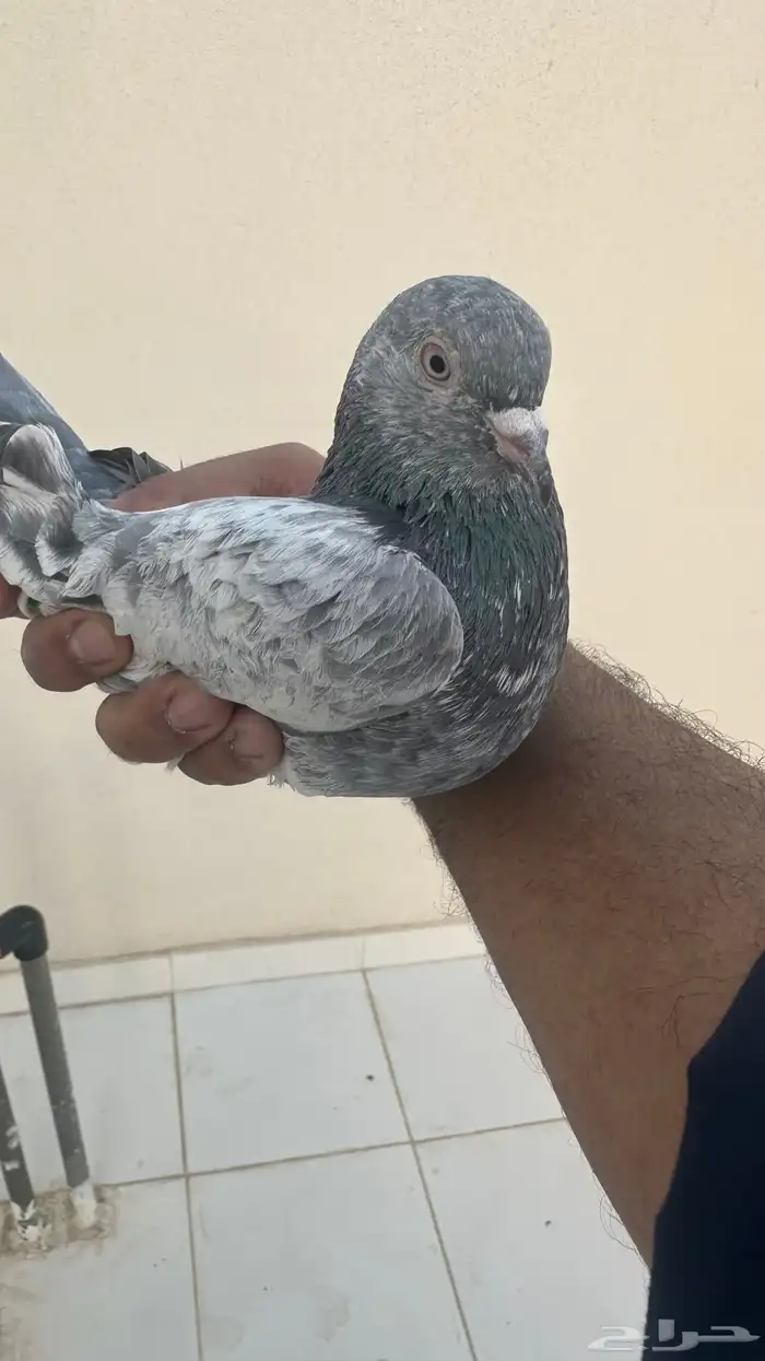 حمام باكستاني 0