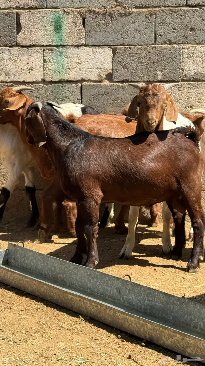 للبيع تيوس كلهاري وبورقت 6