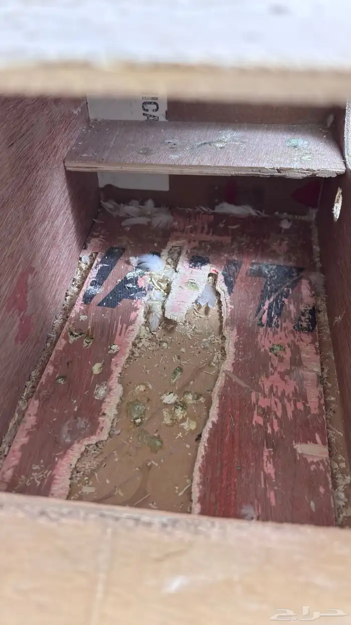 جوز كروان هبي هايد 2