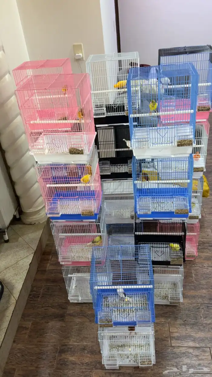 للبيع كناري جمله 0