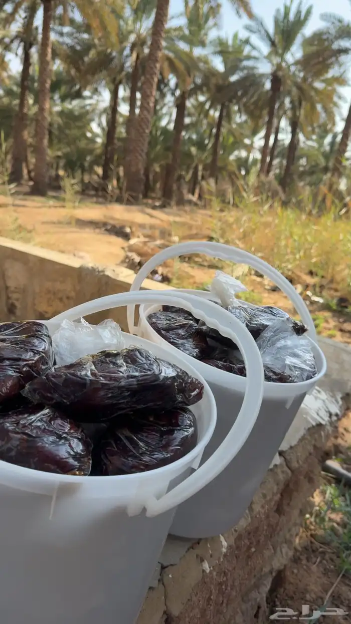 للبيع تمر رميثيه حلوه بقعاء 7