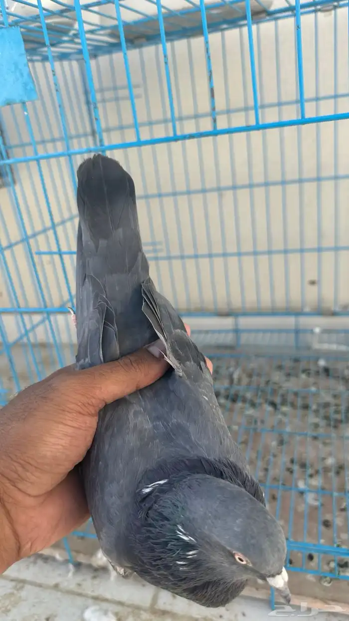 حمام باكستاني 5