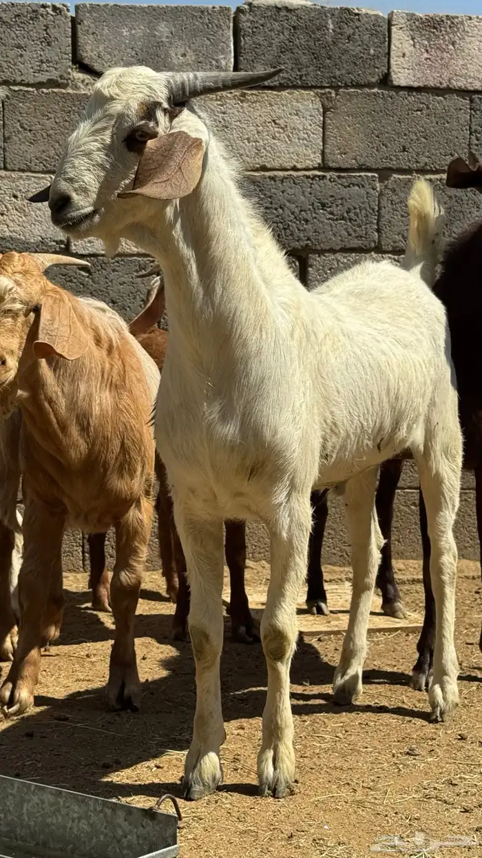 للبيع تيوس كلهاري وبورقت 5