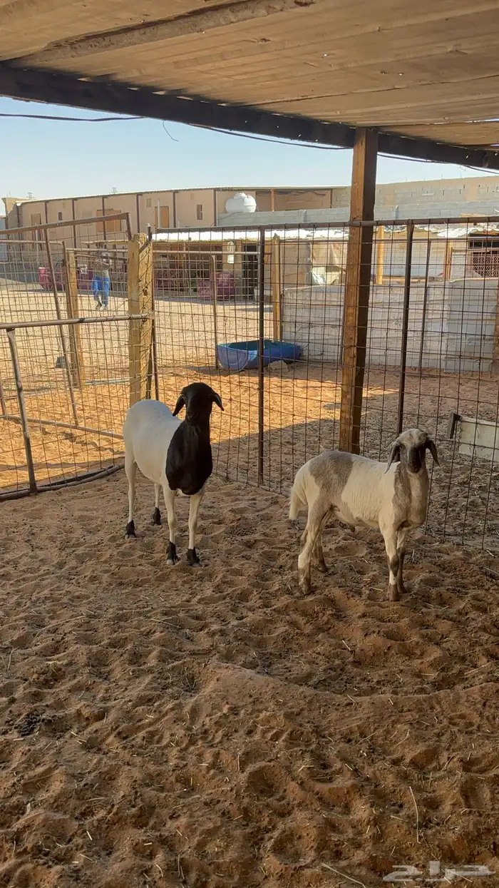 غنم حريه ومهجنه رغث ودفيع بالفحل ب1500 22