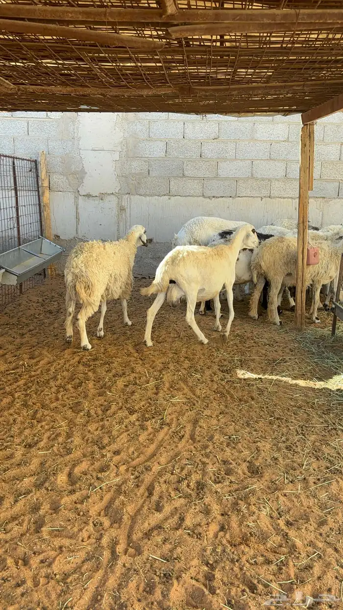 غنم حريه ومهجنه رغث ودفيع بالفحل ب1500 40