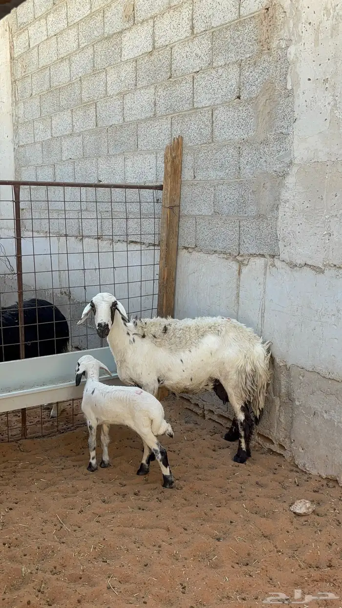 غنم حريه ومهجنه رغث ودفيع بالفحل ب1500 29