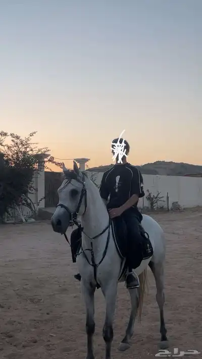 حصان شعبي index