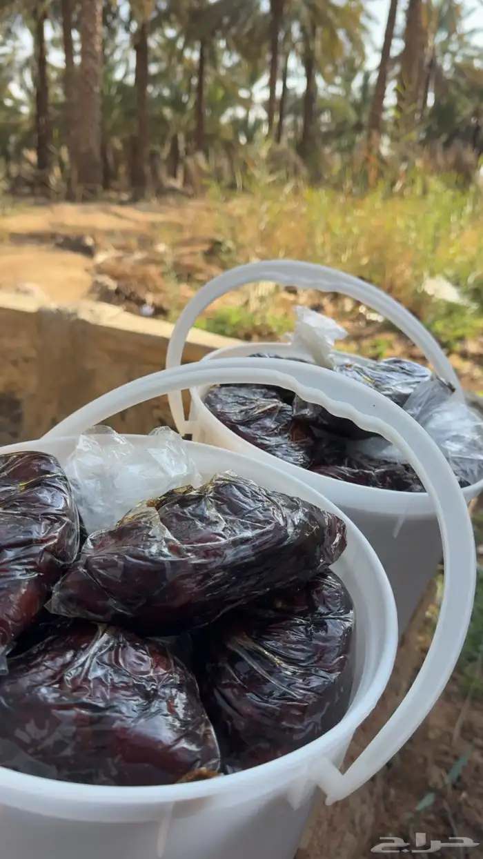 للبيع تمر رميثيه حلوه بقعاء 9