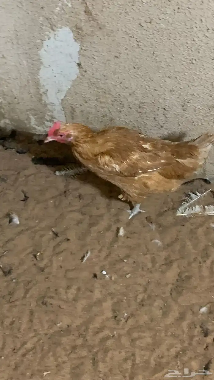 البيع مستعجل 1