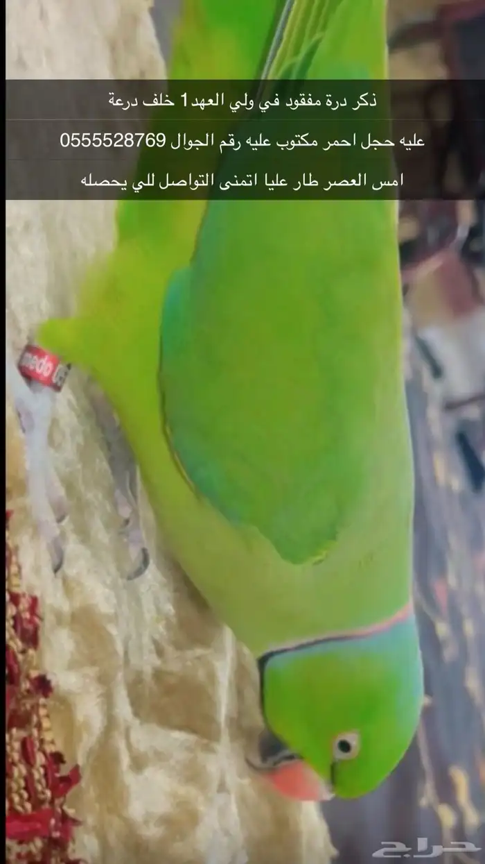 طير بغبغان درة ضايع 1