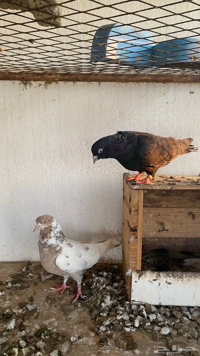 ازواج حمام قطايف 12