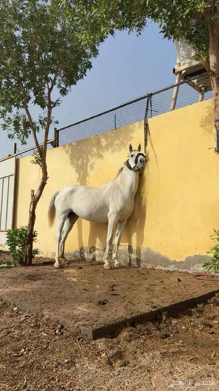 فرس شعبيه للبيع 0