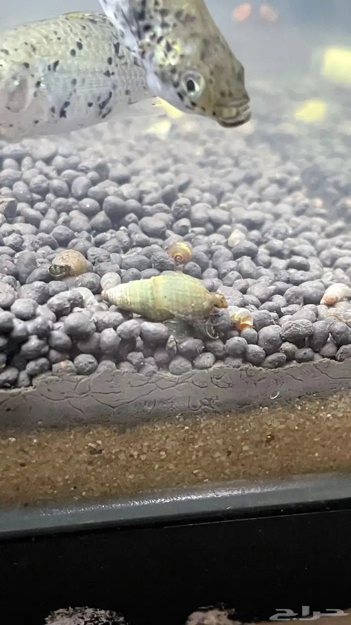 حلزون نهري 0