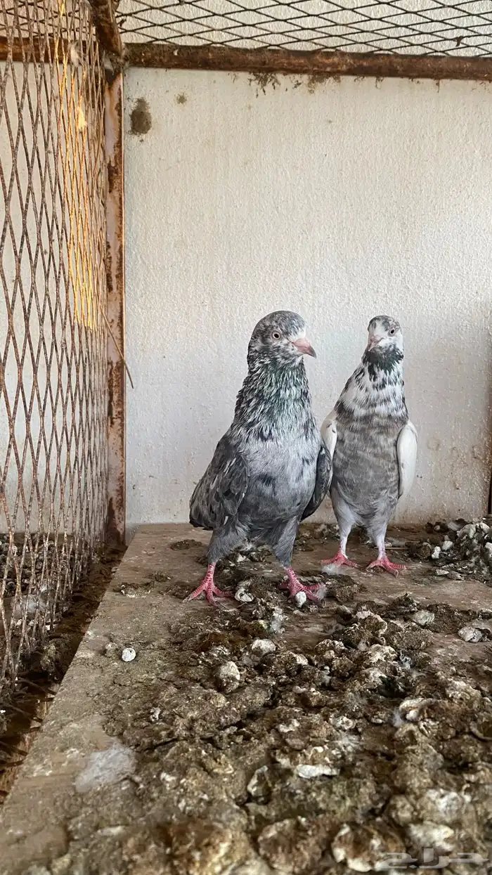 ازواج حمام قطايف 9