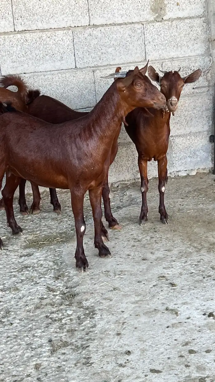 جفار دهم دبس فواخر ( تم البيع ) 2