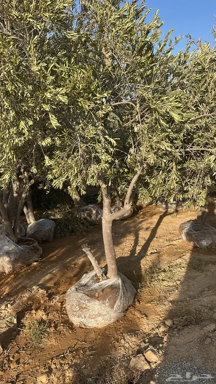 اشجار زيتون 0