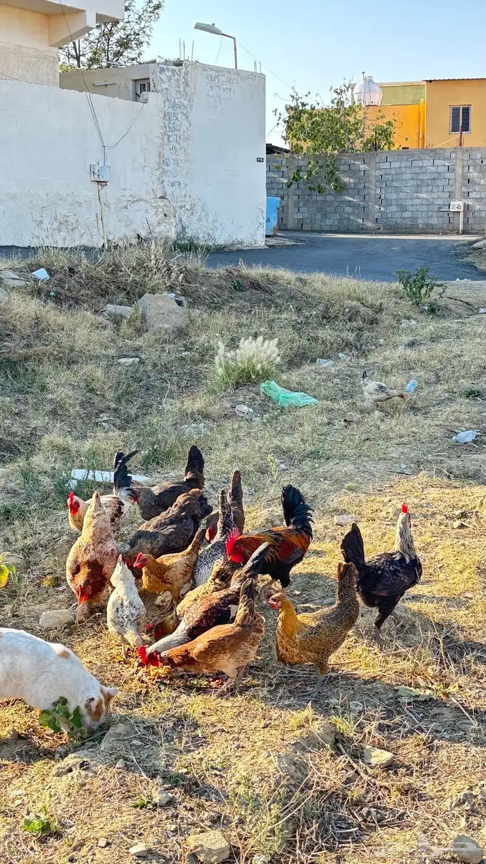 دجاج عربي و براهما و فرنسي 3