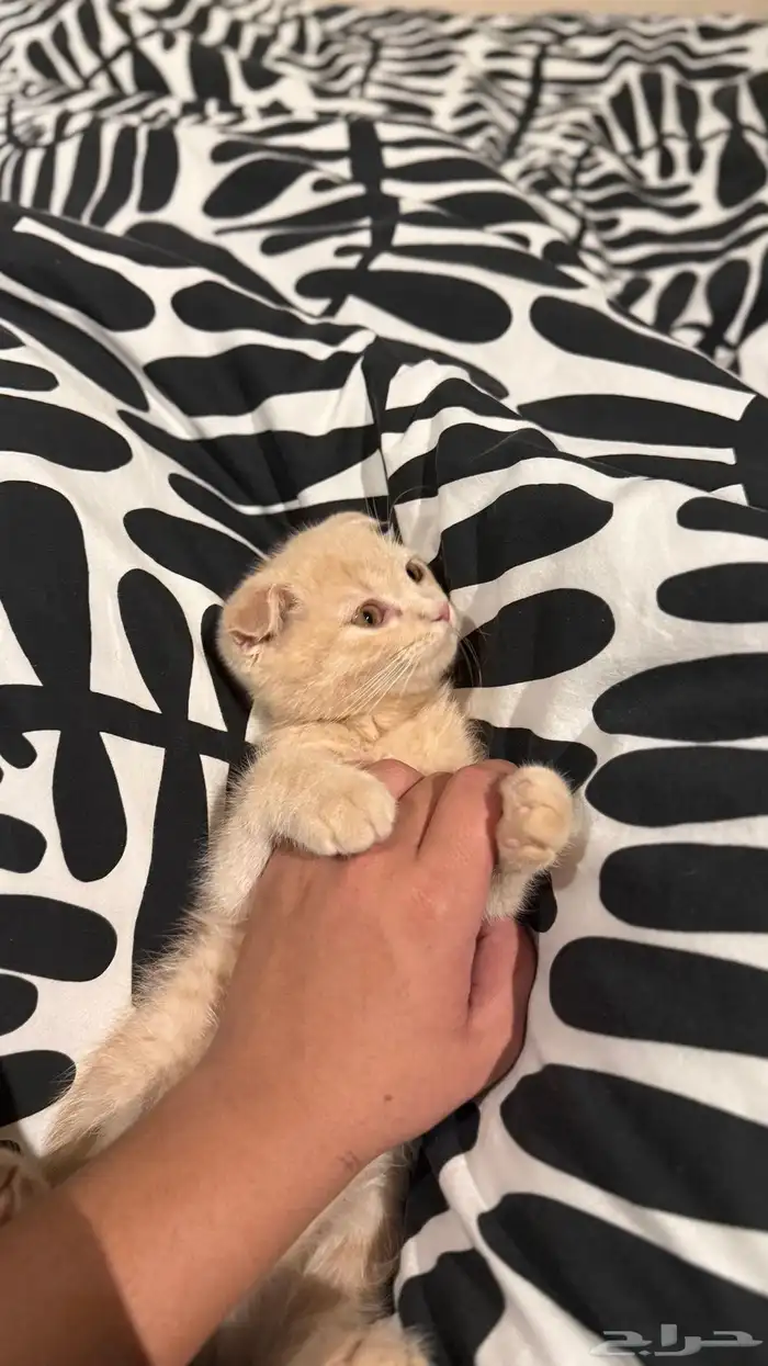 هرة سكوتش فولد 2