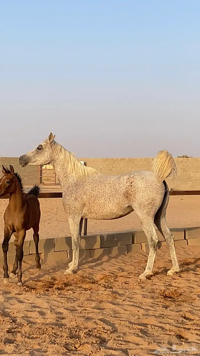 فرس شعبية   مهر 0