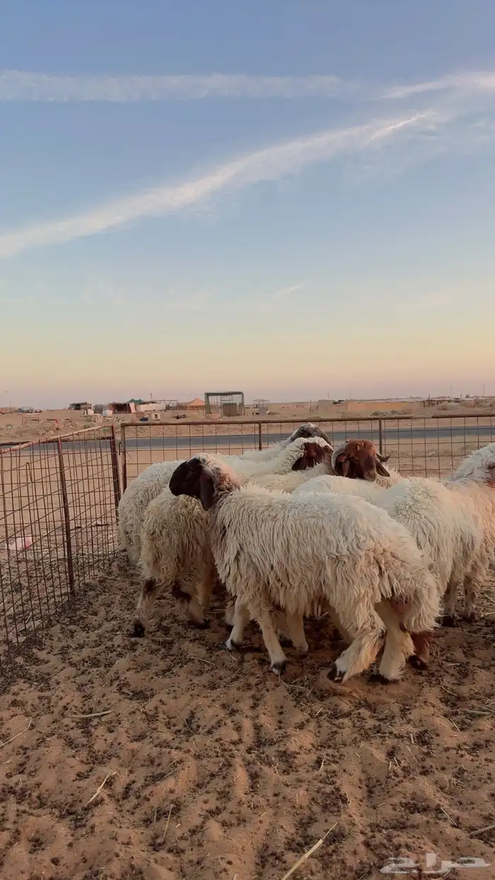 ذبايح تمارا وتابي (بريدة) 0