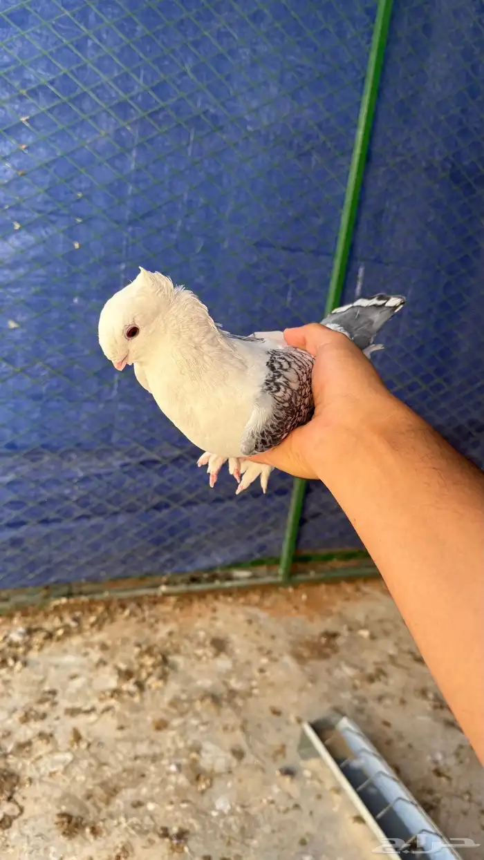 للبيع جوز حمام حب الرمان 1