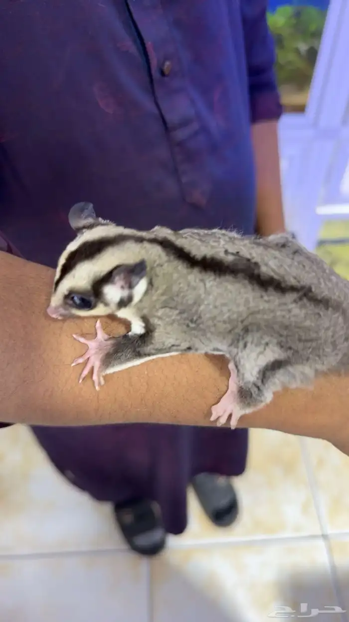 سنجاب طائر شوقر قلايد 0