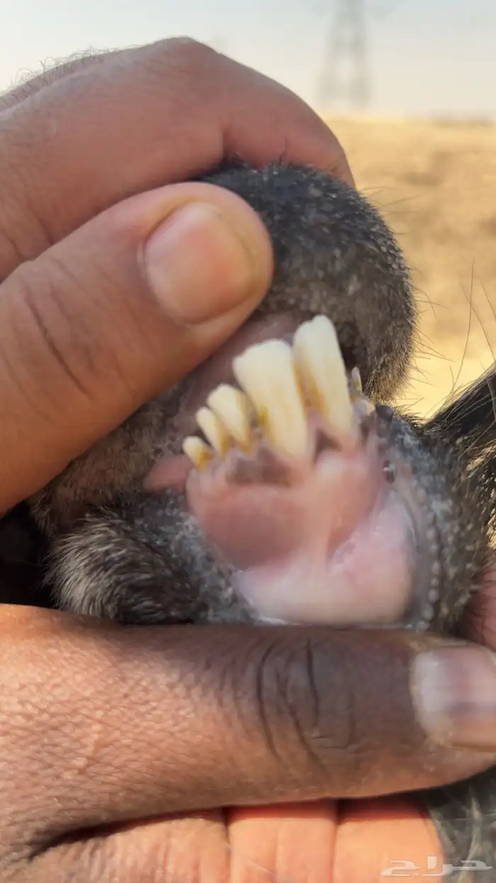 فحل عارضي ثني 1