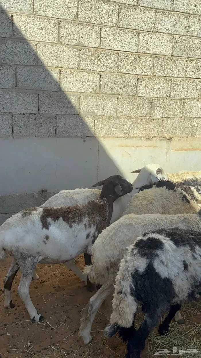 غنم حريه ومهجنه رغث ودفيع بالفحل ب1500 7