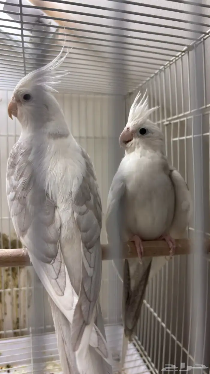 جوز كروان هبي هايد 0