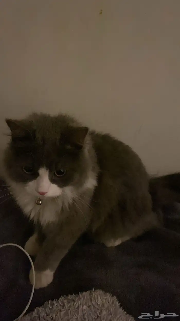 قط ضايع الي يلقاه يكلمني واتس فقط 1