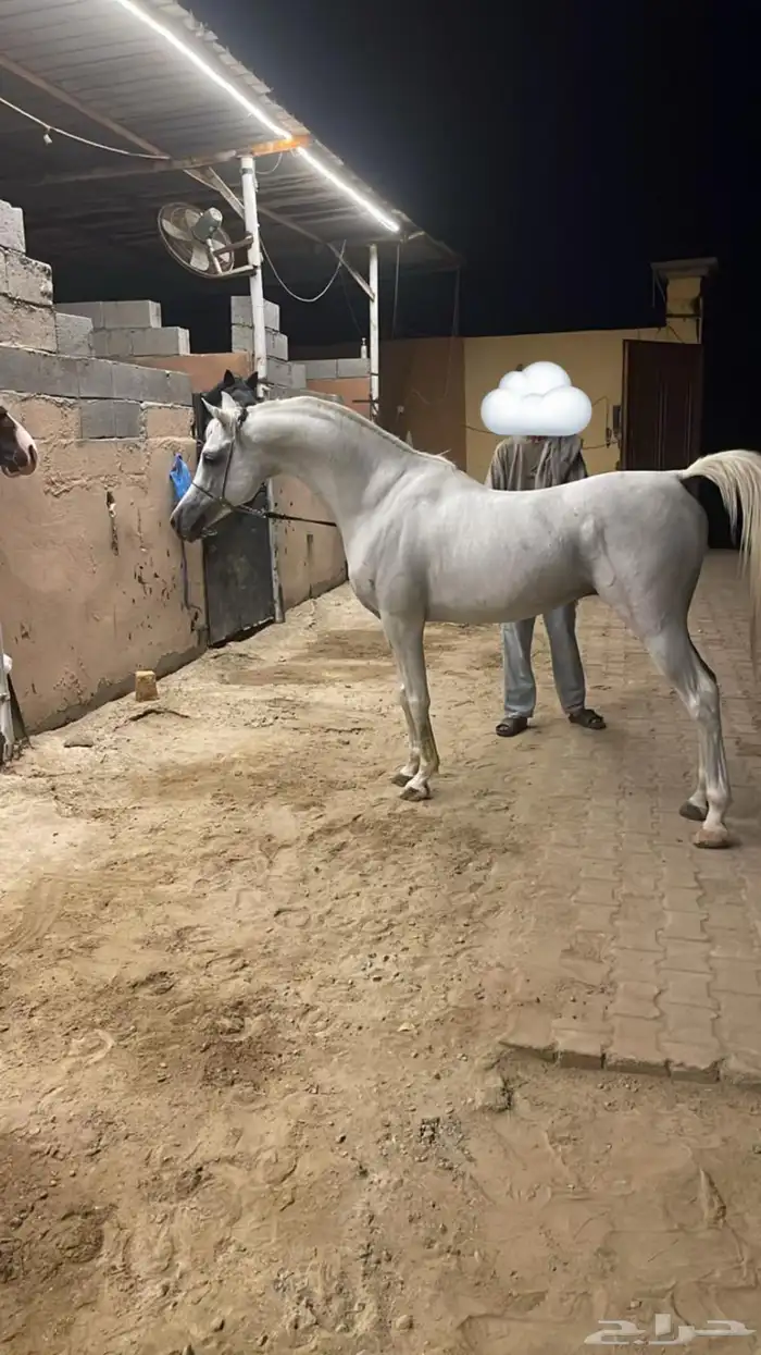 خيل واهو 0