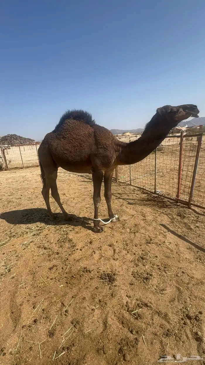 قعود مشروع فحل 4