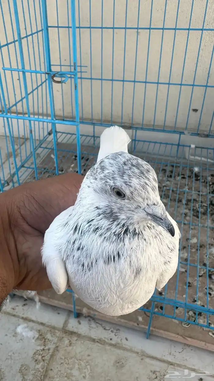 حمام باكستاني 1