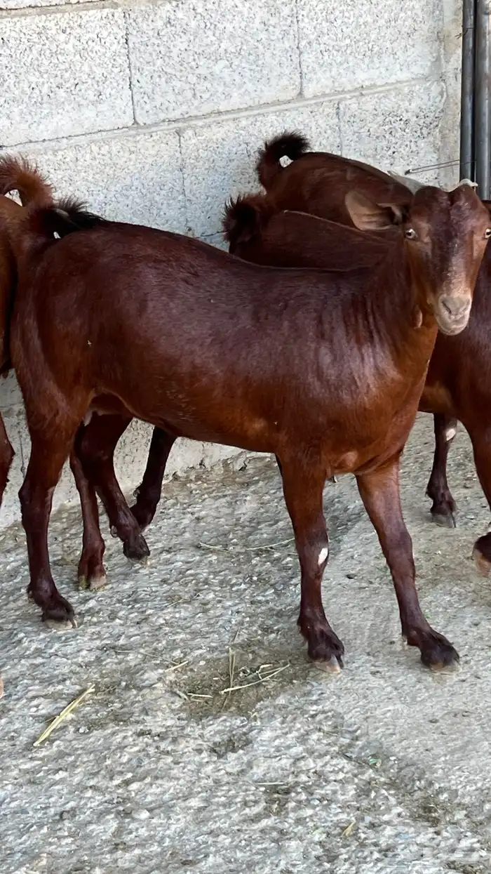 جفار دهم دبس فواخر ( تم البيع ) 4