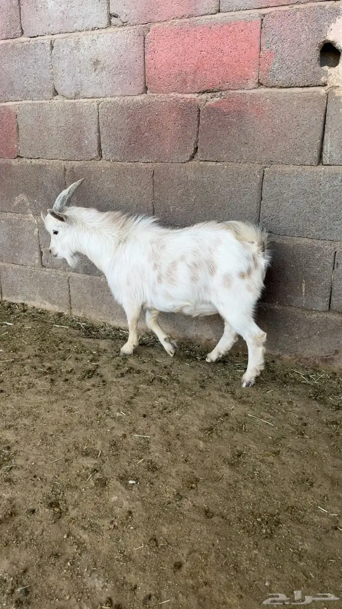 تيس قزم عمر 12 شهر 0