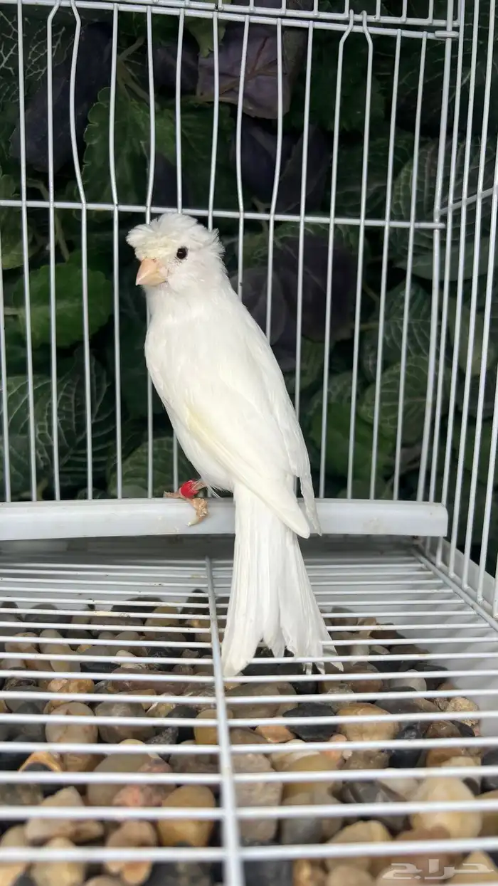 انثى كناري ابيض 1