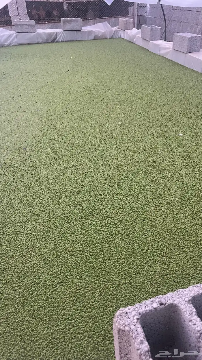 أزولاء بالكيلو 0