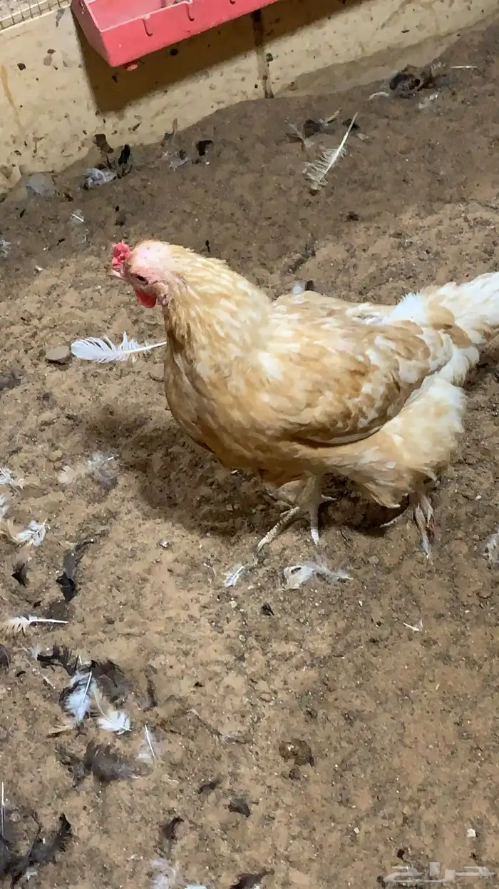 البيع مستعجل 2