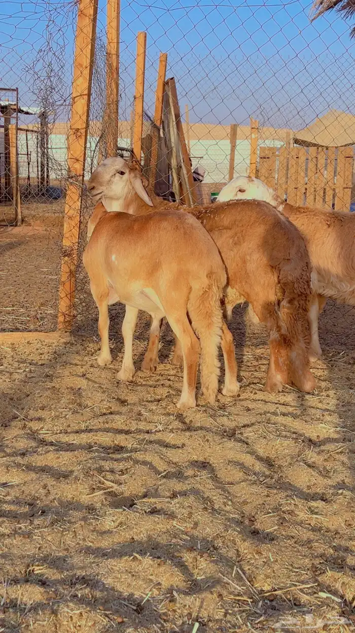 طليان سواكن مرابي 4 شهور فل شحم 4